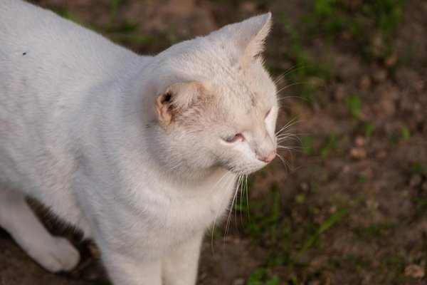 Unlock the Secrets to Perfectly Flaky and Buttery English Sausage Rolls: Your Ultimate Guide to Culinary Brilliance